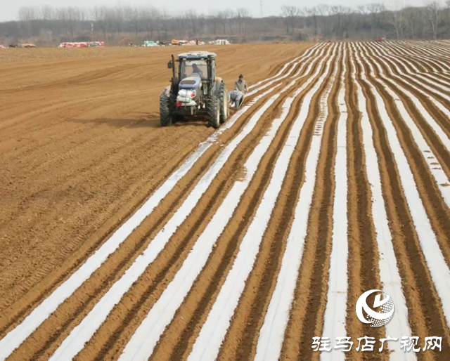 正陽縣大林鎮(zhèn):“薯”光照亮群眾增收路