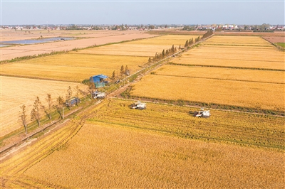 中國科學(xué)院院士錢前：育種技術(shù)數(shù)字化、智能化是大勢(shì)所趨