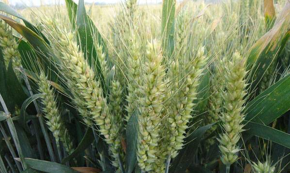 不誤農(nóng)時(shí)抓好小麥春季田間管理 搶抓時(shí)機(jī)全面開展春修水利行動(dòng)