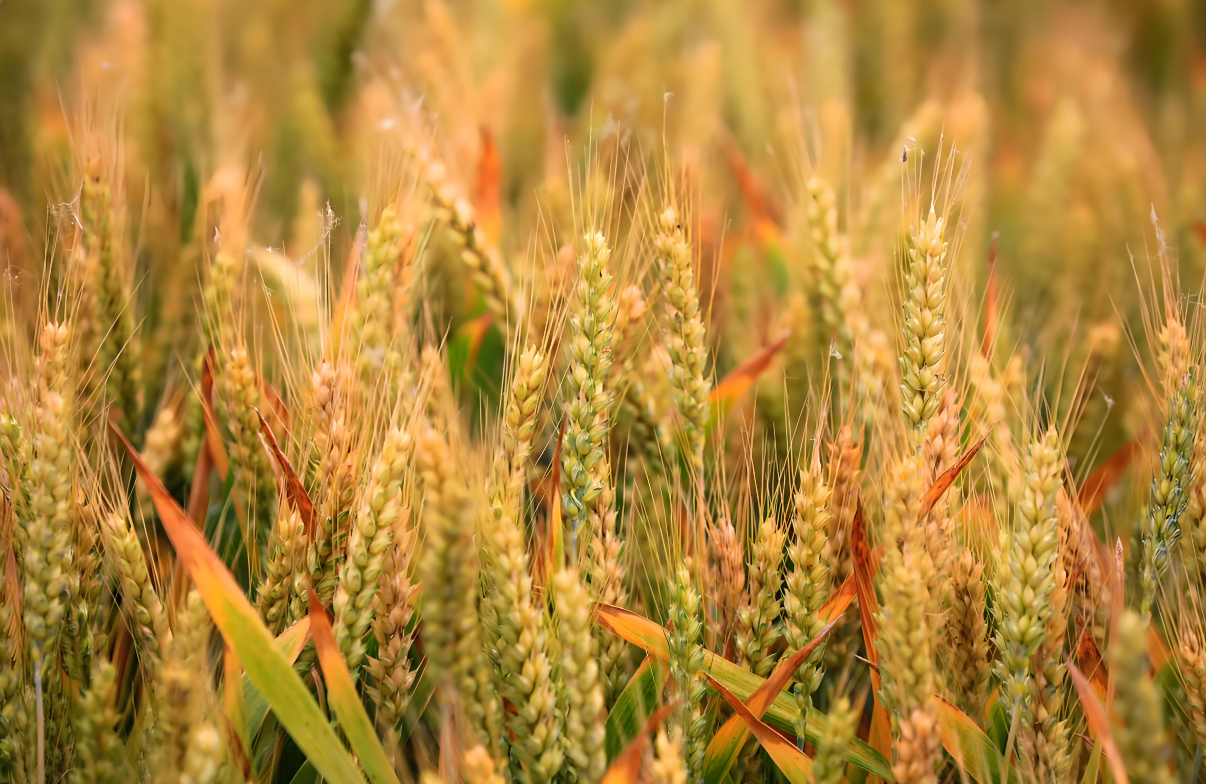 小麥北“硬”南“軟”有了科學(xué)解釋