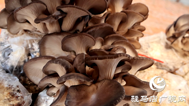 正陽縣熊寨鎮(zhèn)毛集村的新鮮&ldquo;菇&rdquo;事