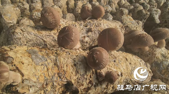 驛城區(qū)水屯鎮(zhèn):小香菇撐起村民“致富傘”