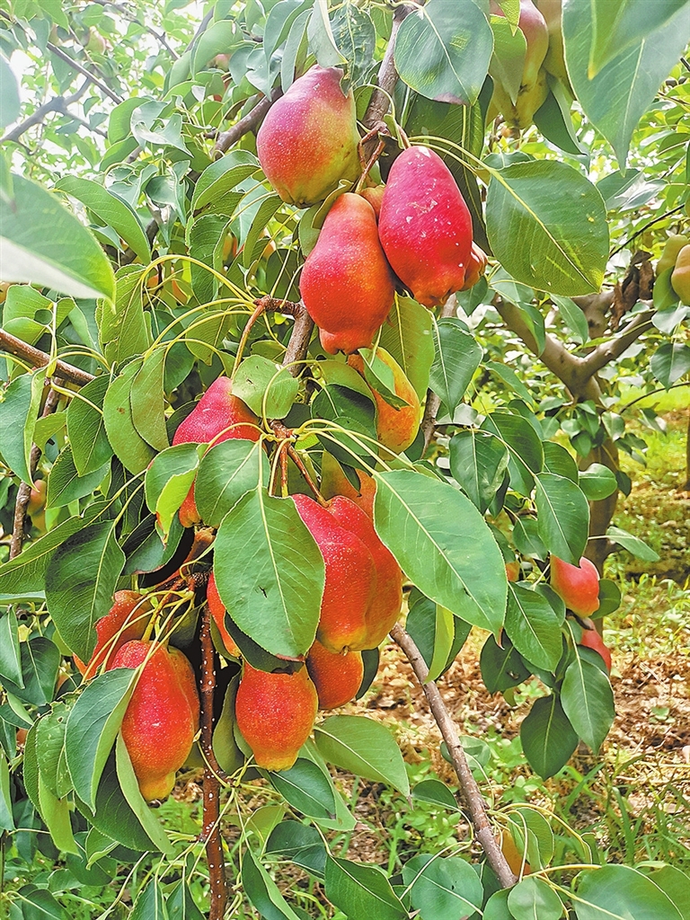 種啥?藏在購物車?yán)?從胖東來選品看農(nóng)產(chǎn)品消費(fèi)之變