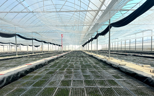 泌陽縣郭集鎮(zhèn)：加強(qiáng)育苗管理 夯實(shí)煙葉生產(chǎn)基礎(chǔ)