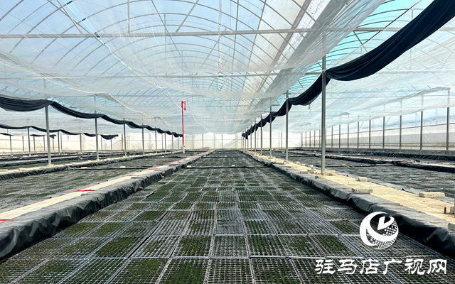 泌陽縣郭集鎮(zhèn):加強育苗管理 夯實煙葉生產(chǎn)基礎(chǔ)