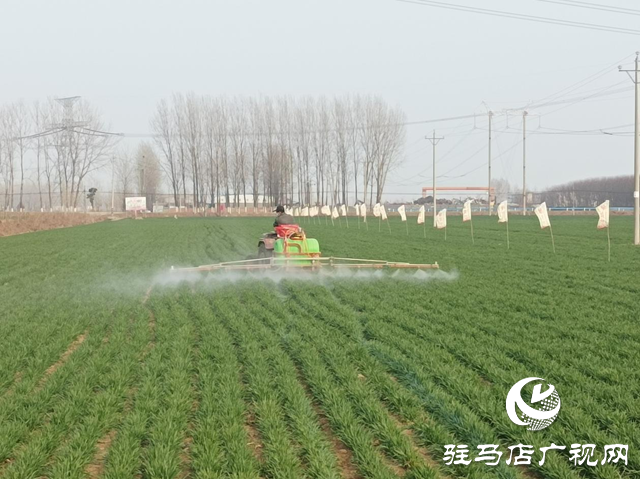 駐馬店:“倒春寒”來襲 農(nóng)技專家支招小麥田間管理