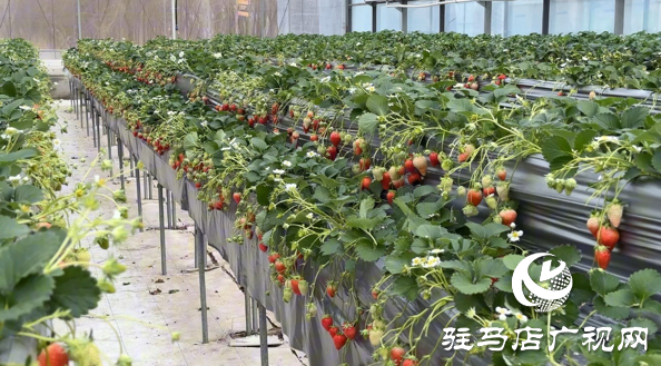 駐馬店:春日周末好“趣”處 特色體驗(yàn)引熱潮