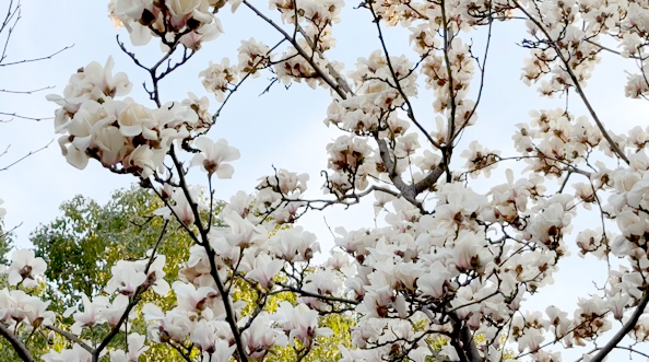 駐馬店：玉蘭花開春盎然