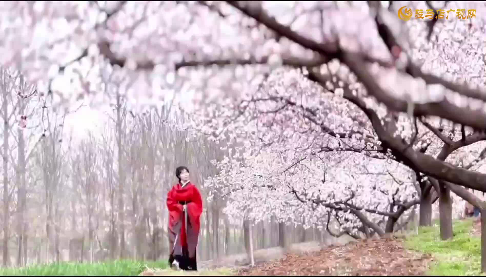 千樹杏花霜雪艷 萬枝春色引客歡