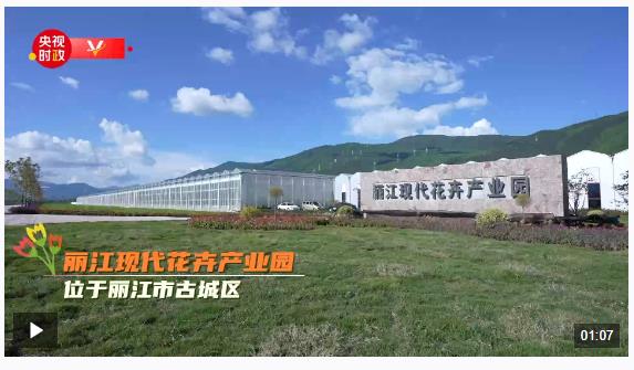 習(xí)近平云南行丨花卉產(chǎn)業(yè)促振興——走進(jìn)麗江現(xiàn)代花卉產(chǎn)業(yè)園