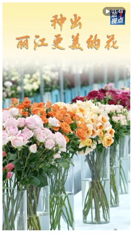 第1視點｜種出麗江更美的花