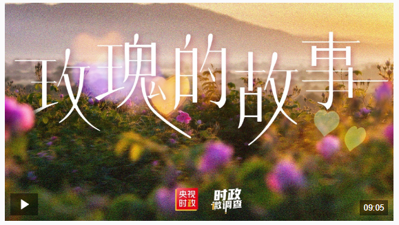 時(shí)政微調(diào)查丨玫瑰的故事
