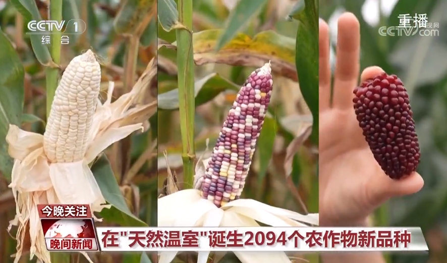 黑紫色玉米、棕色秋葵……你見過的、沒見過的瓜果蔬菜這都有！