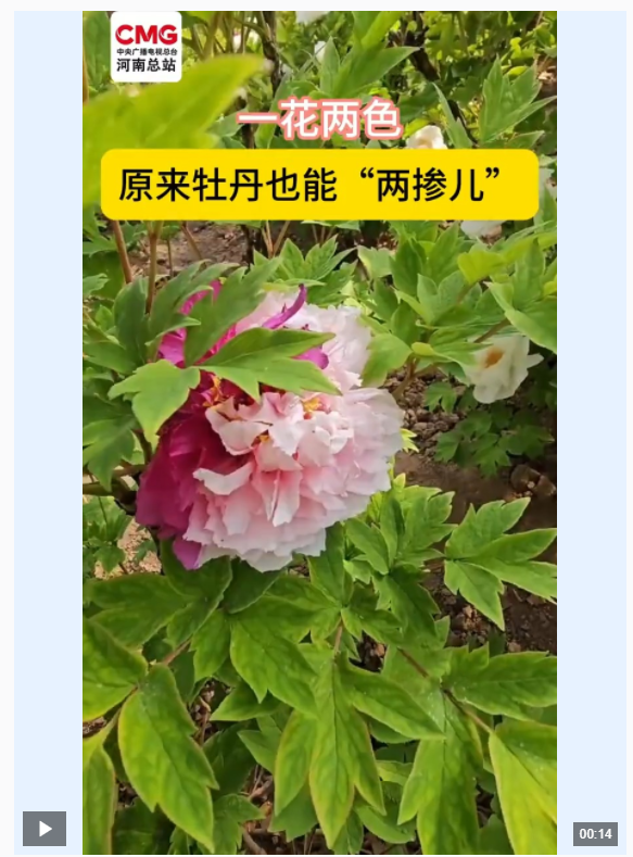 一花兩色 原來(lái)牡丹也能“兩摻”