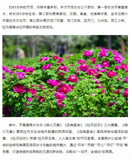 今晚8點(diǎn)，第42屆中國洛陽牡丹文化節(jié)線上開幕直播特別節(jié)目上演