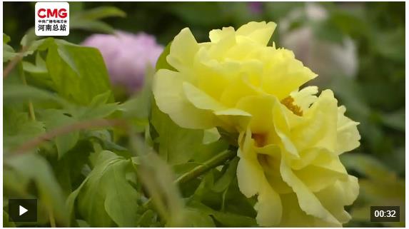 國(guó)色天香 洛陽(yáng)牡丹綻芳容
