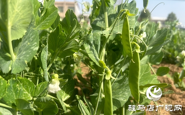 泌陽縣郭集鎮(zhèn)：小豌豆撬動(dòng)大產(chǎn)業(yè) 特色種植賦能鄉(xiāng)村振興