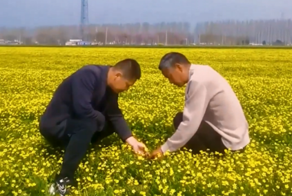 貓爪草花開(kāi)春意濃 特色種植繪就鄉(xiāng)村美麗長(zhǎng)卷