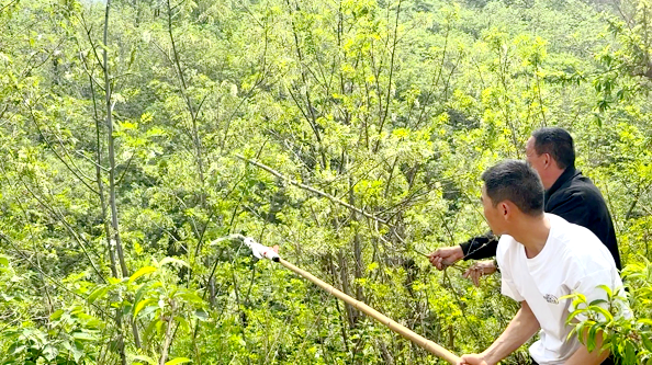 槐花雖美味 采摘要文明