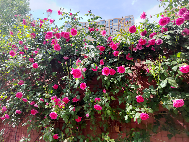 駐馬店：薔薇盛放 邂逅春日浪漫