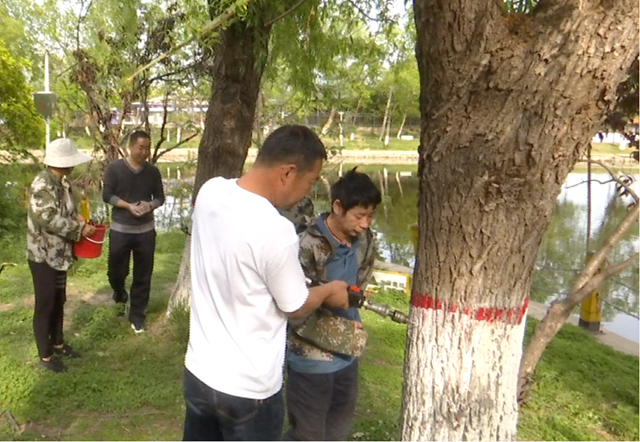 駐馬店：為楊柳樹“打針” 提前抑制來年飛絮