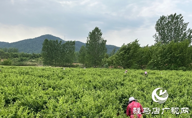 泌陽(yáng)縣：金銀花開富鄉(xiāng)鄰 盤古山下產(chǎn)業(yè)興