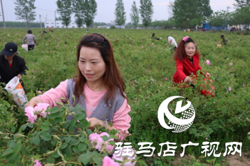 正陽：玫瑰采摘正當(dāng)時(shí) 千畝花海引客來