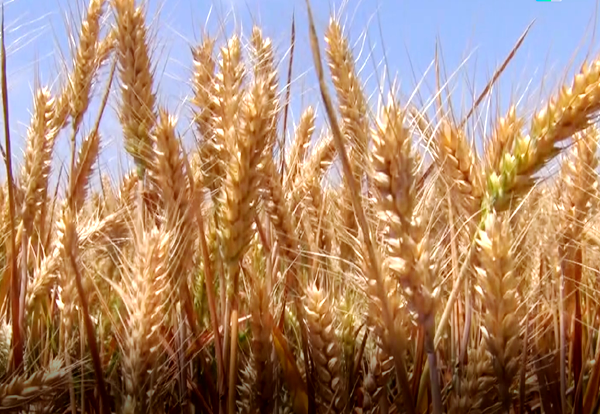 遂平縣：扎實(shí)做好三夏農(nóng)機(jī)準(zhǔn)備工作 確保夏糧顆粒歸倉(cāng)