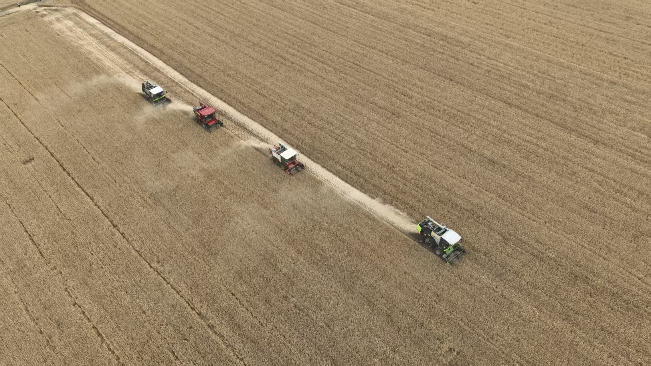 河南小麥陸續(xù)進入成熟期 南陽、駐馬店開始零星收獲