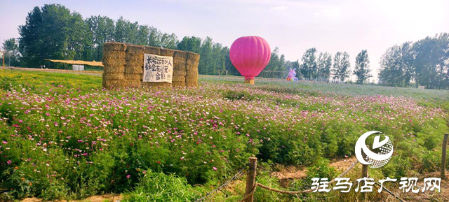 駐馬店驛城區(qū)魏莊村“天邊花海”即將啟幕 打造豫南文旅新地標