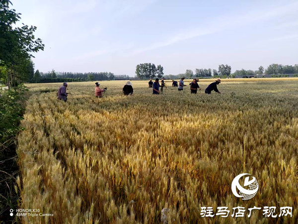 平輿縣李屯鎮(zhèn)：科學(xué)防范&ldquo;干熱風(fēng)&rdquo; 全力守護小麥生長 