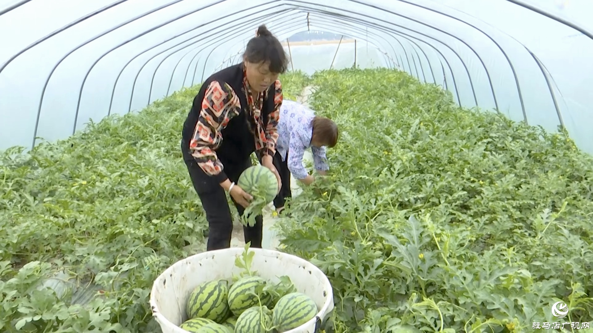 正陽縣蘭青鎮(zhèn)潘店村：科學(xué)種植 精心管護(hù) 實(shí)現(xiàn)西瓜產(chǎn)業(yè)提質(zhì)增效