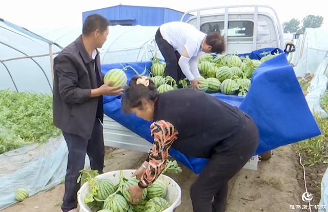 正陽縣蘭青鎮(zhèn)：吊秧西瓜種出“甜蜜經(jīng)濟” 特色產(chǎn)業(yè)引領鄉(xiāng)村振興
