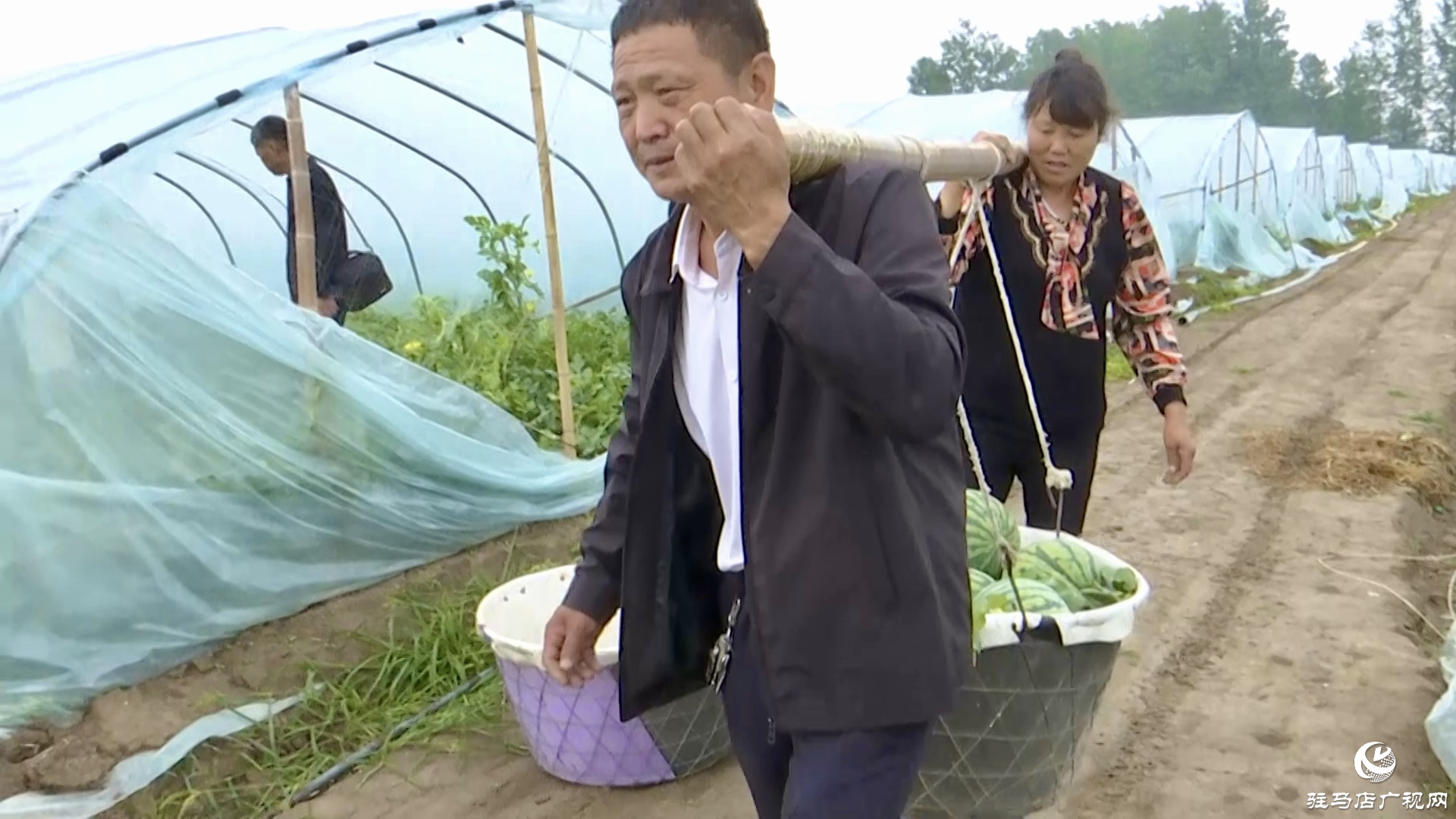 正陽縣蘭青鎮(zhèn)潘店村：科學(xué)種植 精心管護(hù) 實(shí)現(xiàn)西瓜產(chǎn)業(yè)提質(zhì)增效