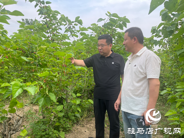 平輿縣楊埠鎮(zhèn):小小桑葚果種出村民致富“甜蜜”路