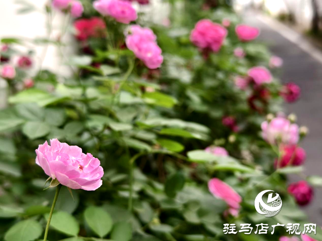 又是一年薔薇開 花香滿園沁心田