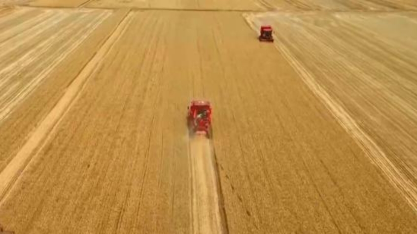 全國夏糧搶收進行時 1700萬臺套農(nóng)機具戰(zhàn)“三夏”