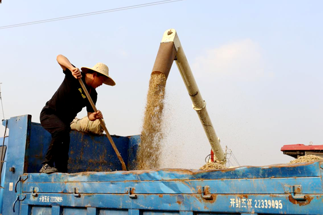 驛城區(qū)香山街道楊樓村：蘿卜花菜籽喜獲豐收 開啟鄉(xiāng)村振興新路徑
