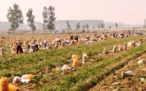 遂平縣褚堂街道：小土豆變身“金豆豆” 八千畝產(chǎn)業(yè)鋪就鄉(xiāng)村振興路