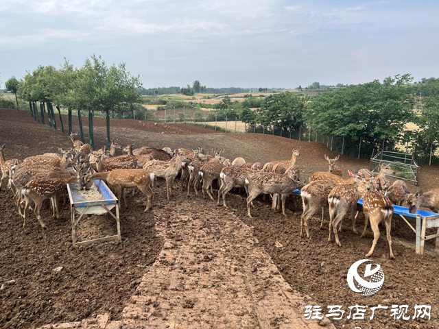 泌陽縣盤古鄉(xiāng)：特色種養(yǎng)繪就鄉(xiāng)村振興新圖景