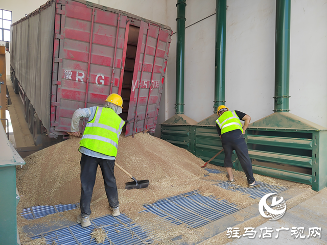 夏糧收購正當(dāng)時(shí) 收購現(xiàn)場“熱”翻天