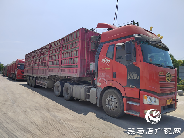 夏糧收購正當(dāng)時(shí) 收購現(xiàn)場“熱”翻天