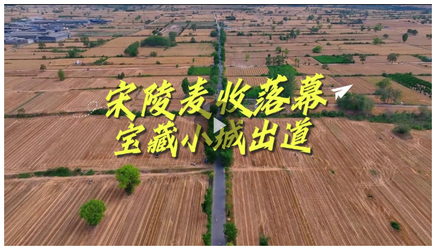 宋陵麥?zhǔn)章淠?，寶藏小城出? width=