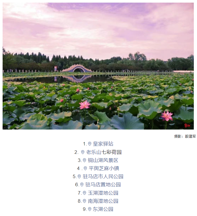 【夏日限定】駐馬店賞荷全攻略！這幾個絕美荷塘，錯過再等一年！