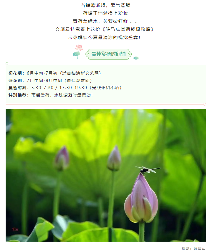 【夏日限定】駐馬店賞荷全攻略！這幾個絕美荷塘，錯過再等一年！