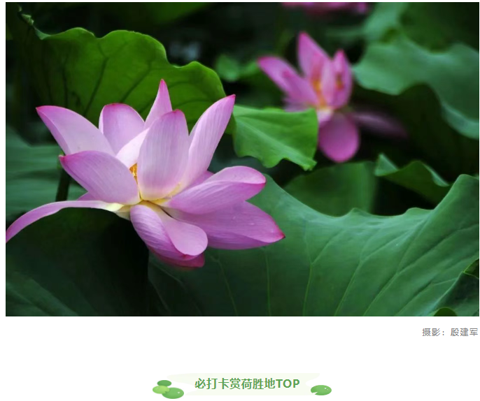 【夏日限定】駐馬店賞荷全攻略！這幾個絕美荷塘，錯過再等一年！