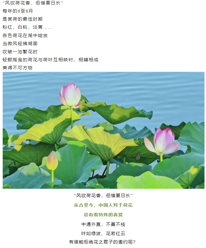 【夏日限定】駐馬店賞荷全攻略！這幾個絕美荷塘，錯過再等一年！