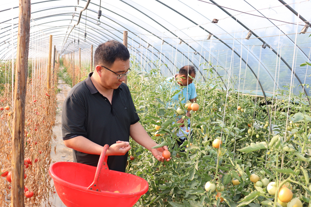 驛城區(qū)香山街道梨園村：大棚映紅致富路 農(nóng)戶(hù)“柿”業(yè)正興隆