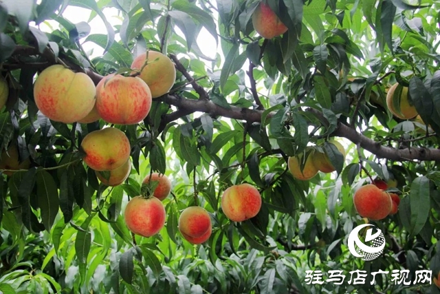 泌陽(yáng)縣馬谷田鎮(zhèn)：萬(wàn)畝果園迎豐收 林果助鄉(xiāng)村振興