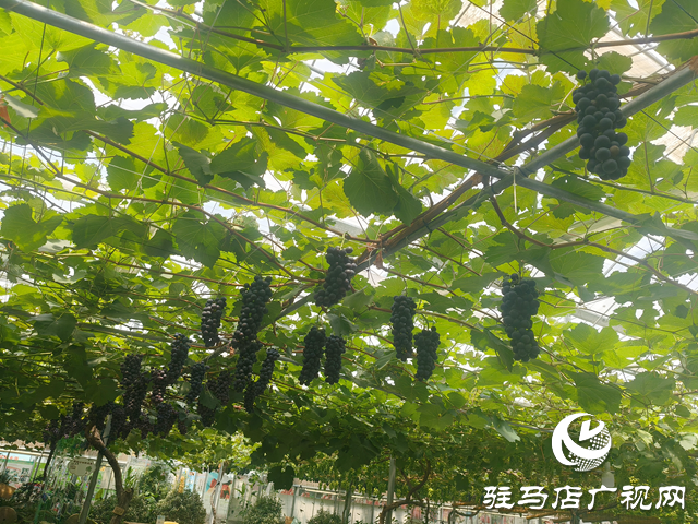 駐馬店天中生態(tài)園：有機瓜果掛滿枝 市民采摘樂田園